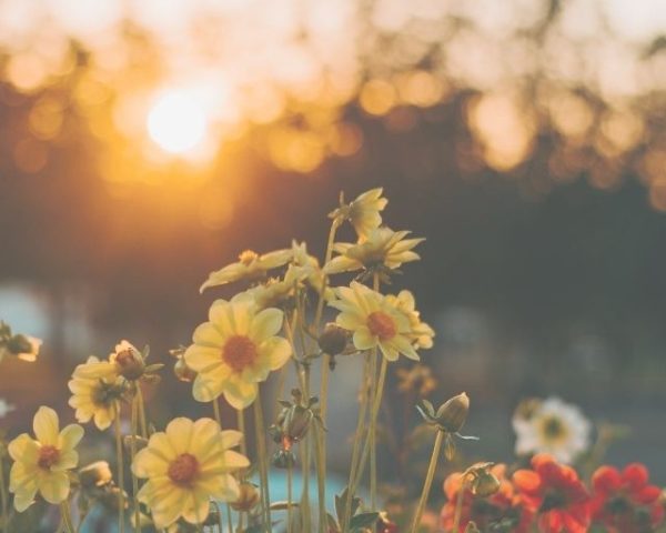 ANTLR and the web_ a simple example - x sito nuovo