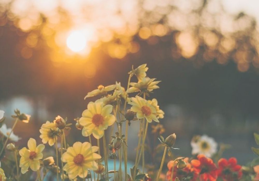 ANTLR and the web_ a simple example - x sito nuovo