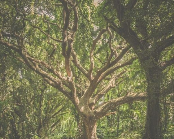 From the parse tree to the abstract syntax tree - x sito nuovo