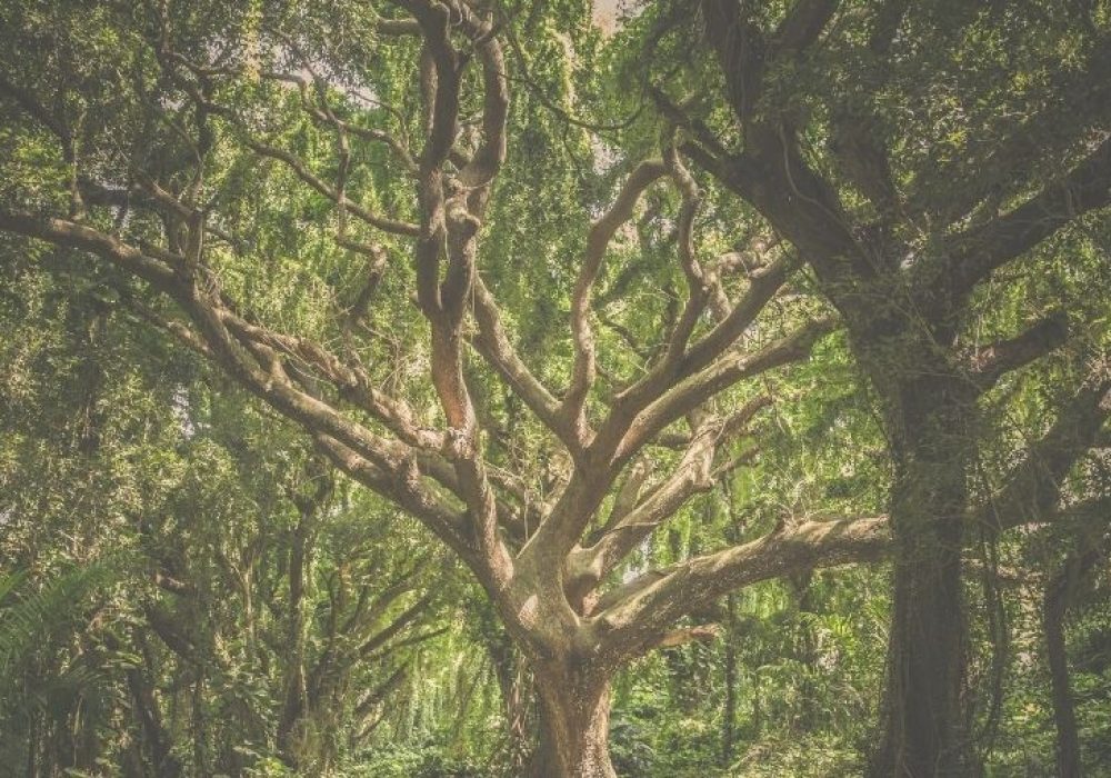 From the parse tree to the abstract syntax tree - x sito nuovo